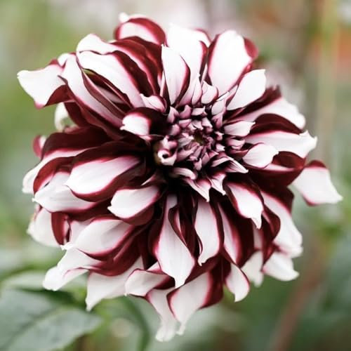 bulbi di dalia bulbi di fiori precoci bulbi di tuberi di dalia piante d'appartamento purificatrici dell'aria, fiori decorativi piante da balcone, decorazione da giardino esterno piante 3pcs