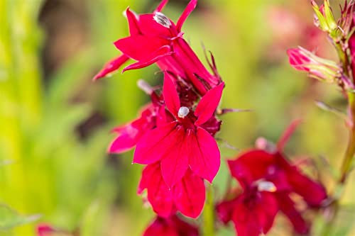 Lobelia x speciosa 'Fan Burgundy' ca. 9x9 cm Topf - Lobelie, burgunderrote Blüten, Blütezeit Sommer, ideal für Rabatten, bienenfreundlich, pflegeleicht