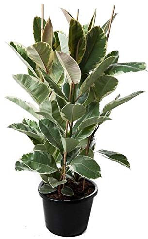 Ficus Elastica Tineke - Weißbunter Gummibaum, 3 Pflanzen im Topf, ca. 120 cm, Pflegeleichte Zimmerpflanze, Luftreinigend & Dekorativ