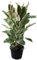 Ficus Elastica Tineke - Weißbunter Gummibaum, 3 Pflanzen im Topf, ca. 120 cm, Pflegeleichte Zimmerpflanze, Luftreinigend & Dekorativ