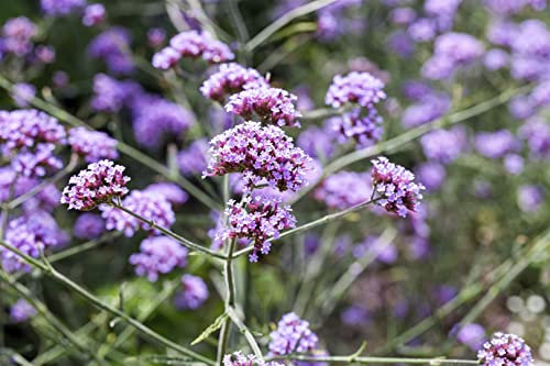 Verbena bonariensis 'Lollipop' 9x9 cm Topf – Mehrjährig, Pflegeleicht – Patagonisches Eisenkraut – Staude für Beet & Kübel
