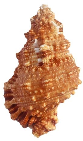 FBANULPEX coquilles de conque, coquilles Saint-Jacques Coquillages Grands Coquillages Conque(5 6cm)