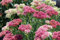 Sedum Ussuriense 'Pink Beacon', Fetthenne 70 Samen, Mauerpfeffer