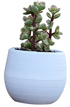 Milisten Macetas para Plantas De Interior Maceta De Interior Jardineras De Autorriego Macetas De Autorriego Jardineras para Plantas De Interior Maceteros Envase Familiar