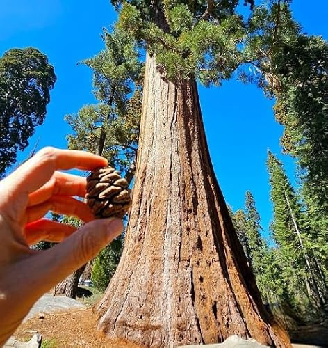 80Pcs Green Giant Sequoia Tree Seeds
