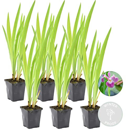 Bloomique - 6er Set - Iris Versicolor - Amerikanische Sumpf-Schwertlilie - Teichpflanzen Winterhart - Wasserpflanzen - Zone 1-2 - Höhe 15-25 cm - Topf 9 cm
