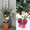 SAVINI VIVAI Pianta di Limone Caviale Rosso Albero di Agrumi Finger Lime Limone ad Alberello in Vaso 20 cm alta 50-70 cm 2 Anno di Innesto Made Italy