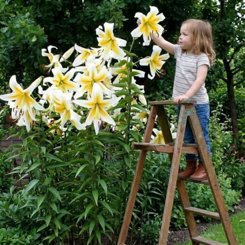 Mister Pistache Riesenlilien (3 Zwiebeln), Winterharte Blumenzwiebeln aus Holland zum Garten-Pflanzen (große Knollen, kein Samen, nicht künstlich) (Mister Pistache)