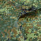TOLKO Bundeswehr Camouflage Stoff mit permamentem Insektenschutz im Armee Flecktarn für Hemd Bluse Sommerjacke | Robust Farbecht UV-beständig | Stoffe zum Nähen Meterware aus Baumwolle 160cm breit