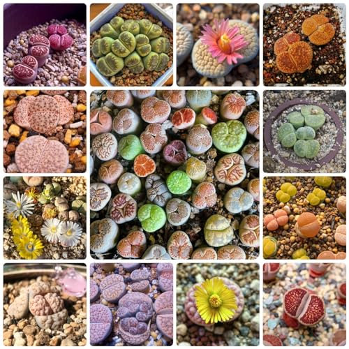 100 Pcs Lithops Lebende Steine Pflanzen Samen - Mini Sukkulenten Echt, Lithops Seeds, Sukkulenten Samen, Seltene Samen, Winterharte Balkonpflanzen, Sukkulenten, Zimmerpflanzen, Sukkulenten