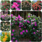 Rosales trepadores resistentes y fragantes semillas plantas perennes resistentes variedades antiguas de semillas rosa trepadora plantas trepadoras resistentes 300pcs
