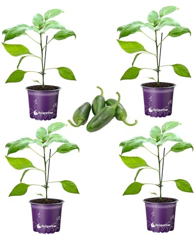 Jalapeno Chili Samira Shiny Chili Pflanze 4er-Set