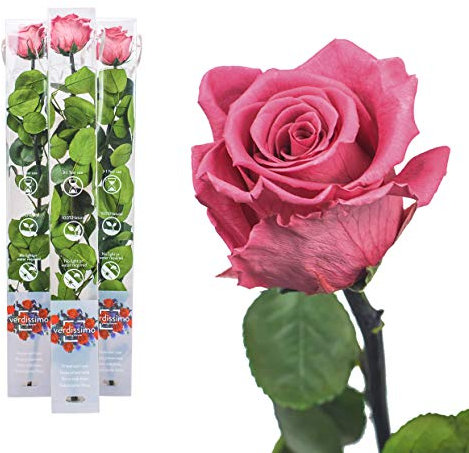 3x Echte Rose konserviert 50 cm Rosa Dunkel preserved, ewige Rose gefriergetrocknet mit Stiel und Blättern - lange haltbare Schnittblumen in Geschenkbox, beste Deko