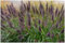 1 x Pennisetum alopecuroides 'Black Beauty' im XXL Topf (Ziergras/Gräser/Winterhart/Mehrjährig/Staude/Stauden) Schwarzes Lampenputzergras - Filigrane Halme in edlem Schwarz - von Stauden Gänge