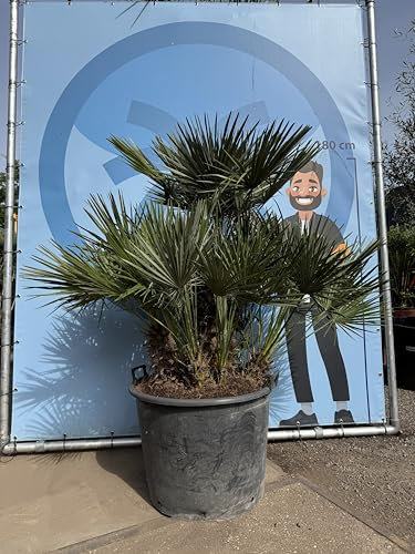 Chamaerops Humilis - Europäische Zwergpalme - Immergrüne winterharte Palme - 170 cm hoch inklusive Topf - winterhart - Mehrere Stämme