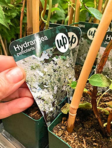 1 Plant of White Climbing Hydrangea in a 1 Litre Pot (Petiolaris) Includes Postage