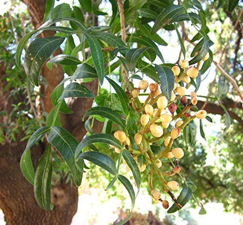 50 Seeds: Pistacia Atlantica, pistacchi Pistache albero naturale commestibili Seeds freschi:Seeds Only