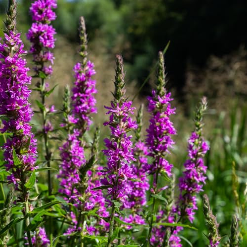 Lythrum salicaria Blutweiderich – 60 Pflanzen – Ø9cm – Höhe 10-25cm – Rosa Purpur Blütenähren – Winterharte Staude für Teichrand & Feuchtbeet