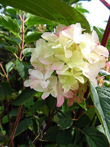 1 Hydrangea paniculata Fraise Melba, 5L Pot, Showy Summer Flowering, Deciduous, Shrub, Plant