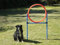 NATIV großer Sprungring für Hunde, Durchmesser 70cm, höhenverstellbar, mit Tragetasche