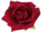 Lurrose Rose Épingle À Cheveux, Femmes Fille Pince À Cheveux Fleur Artificielle Broche Accessoires de Cheveux de Mariée Broche Pince Alligator pour Cocktail De Mariage Tea Party (Rouge)