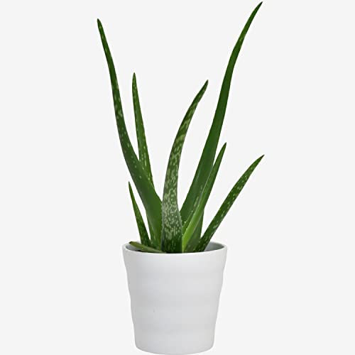 Aloe Vera Houseplant – Real Indoor Plant for Home & Office – Air-Purifying & Low Maintenance
