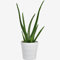 Aloe Vera Houseplant – Real Indoor Plant for Home & Office – Air-Purifying & Low Maintenance