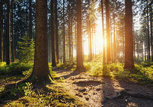 wandmotiv24 Fototapete Sonnenuntergang Wald Bäume, 400 x 280 cm - selbstklebende Strukturtapete, Wanddeko, Wandbild, Wandtapete, Grün, Sonne, Schatten M5675