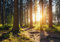 wandmotiv24 Fototapete Sonnenuntergang Wald Bäume, 400 x 280 cm - selbstklebende Strukturtapete, Wanddeko, Wandbild, Wandtapete, Grün, Sonne, Schatten M5675