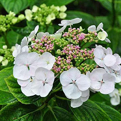 Bauernhortensie 'Libelle' - Hydrangea Macrophylla 'Libelle' - 25-30 cm Topf - Blaue Blüten, kompakte Form