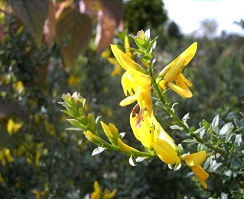 Genista tinctoria Royal Gold - Färberginster Royal Gold - Ginster - Besenginster - Schmuckginster