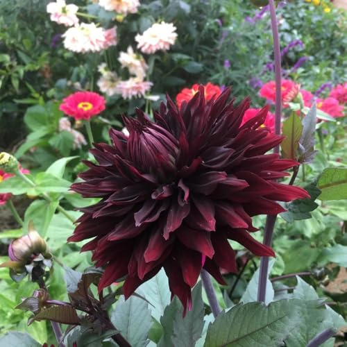 Bulbos de dalia, comprar bulbos de regalos jardin resistentes para balcones exóticas 5pcs