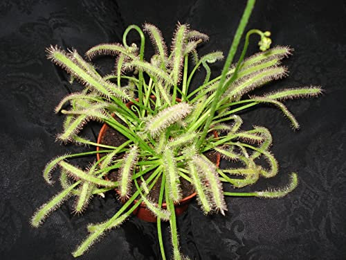 Fleischfressende Jungpflanze, Sonnentau, Drosera capensis alba, 4-8cm.