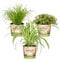 Lot de 3 - Mélange plantes d’intérieur sans danger pour les animaux - Cyperus, Chlorophytum, Callisia - ⌀12 cm - 15-25 cm
