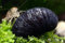 Garnelen Tom Anthrazit-Napfschnecke - Aus Quarantäne Haltung, 3 Stück - 100% planarienfrei