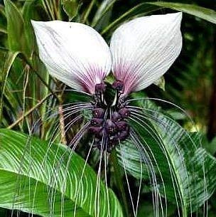 10 Samen von Tacca Integrifolia Weiß Bat Blume