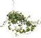 Hedera Variegata Helix, PIANTA VERA in Vaso Basket da 15 cm con Gancio - Piante Pendenti, Lunghezza Rami 60-65 cm