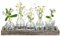 Glasseam Vase en Verre pour Le Salon: 5 Vases à Bourgeons Transparents avec Plateau en Bois pour La Maison, Le Bureau Et Le Centre De Table - Ensemble De Petits Vases à Fleurs éLéGants pour Le Cadeau