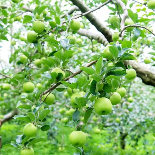 obstbäume Bio Saatgut, Apfelbaum einfacher Anbau Obstbaum biosaatgut Hochbeet Samen GäRtner säulenobst dekoration wohnzimmer Stauden Winterhart MehrjäHrig gartenarbeit pflanzen garten 15pcs
