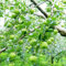 obstbäume Bio Saatgut, Apfelbaum einfacher Anbau Obstbaum biosaatgut Hochbeet Samen GäRtner säulenobst dekoration wohnzimmer Stauden Winterhart MehrjäHrig gartenarbeit pflanzen garten 15pcs