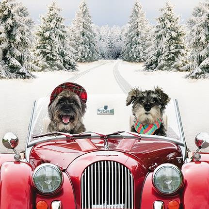 Weihnachtskarten (XLDB0043) – Hunde fahren durch den Schnee, Box mit 16 Karten