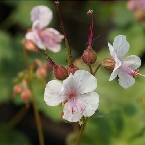 Blumixx Stauden Geranium x cantabrigiense ‘Biokovo’ – Cambridge-Storchschnabel, zartrosa-weiß blühende winterharte Gartenstaude, pflegeleicht, für Beet, Steingarten & Randbepflanzung