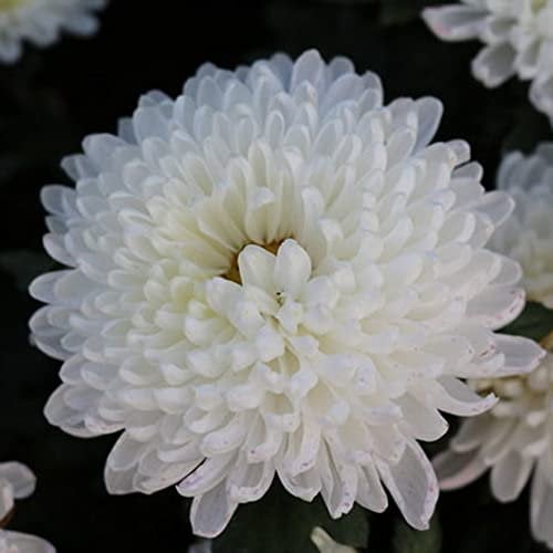 Haloppe 100 Stücke Chrysantheme Blumen Pflanzen Samen für Hausgarten Pflanzen, Weiße Chrysantheme Blume Pflanzen Samen Hausgarten Bonsai Balkon Dekor Chrysanthemensamen