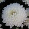 Haloppe 100 Stücke Chrysantheme Blumen Pflanzen Samen für Hausgarten Pflanzen, Weiße Chrysantheme Blume Pflanzen Samen Hausgarten Bonsai Balkon Dekor Chrysanthemensamen