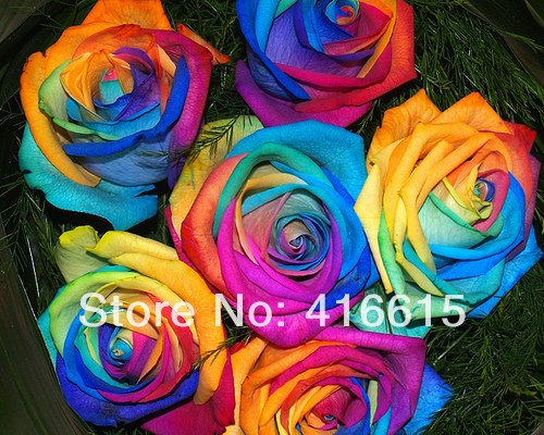 300 Mystic Regenbogen Rose Bush-Blumensamen, 3 verschiedene Arten Regenbogen-bunte Rosen-Samen, Plus-Mysterious Geschenk