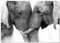 Panorama Poster Paar Elefants 50x35 cm - Gedruckt auf 250g-Papier - Tiere Wanbilder - Papierplakat Wohnzimmer