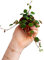 PLNTS - Baby Peperomia Pepperspot (Pépéromie) - Plante verte - Plante d'intérieur en 6 cm Pot - Hauteur 10 cm