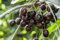 Süßkirsche Obstbaum Prunus avium 'Kordia' 150-200cm im Topf gewachsen