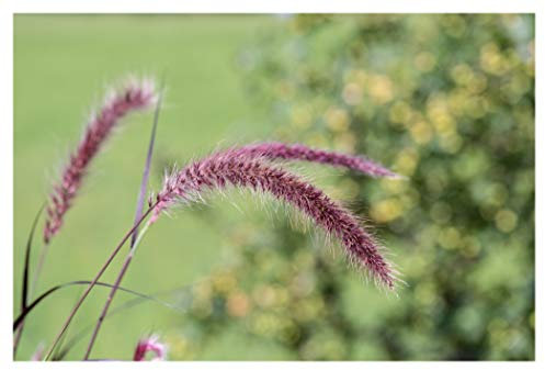RP Seeds Pennisetum VAR. alopecuroides viridescens (Dwarf Purple Fountain Grass) - 20 Seeds
