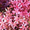 6x Teppich Fettblatt 'Fuldaglut' - Sedum spurium ‘Fuldaglut’ - Topf 9x9cm